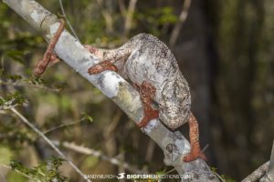 Oustalet's Chameleon in Kirindi Forest.