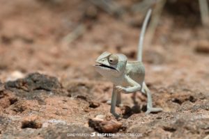 Oustalet's Chameleon in the desert.