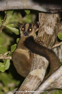 Pale Fork-marked Lemur in Kirindi Forest.