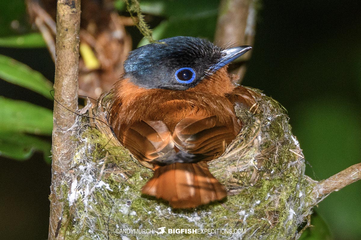 Paradise Flycatcher on nest