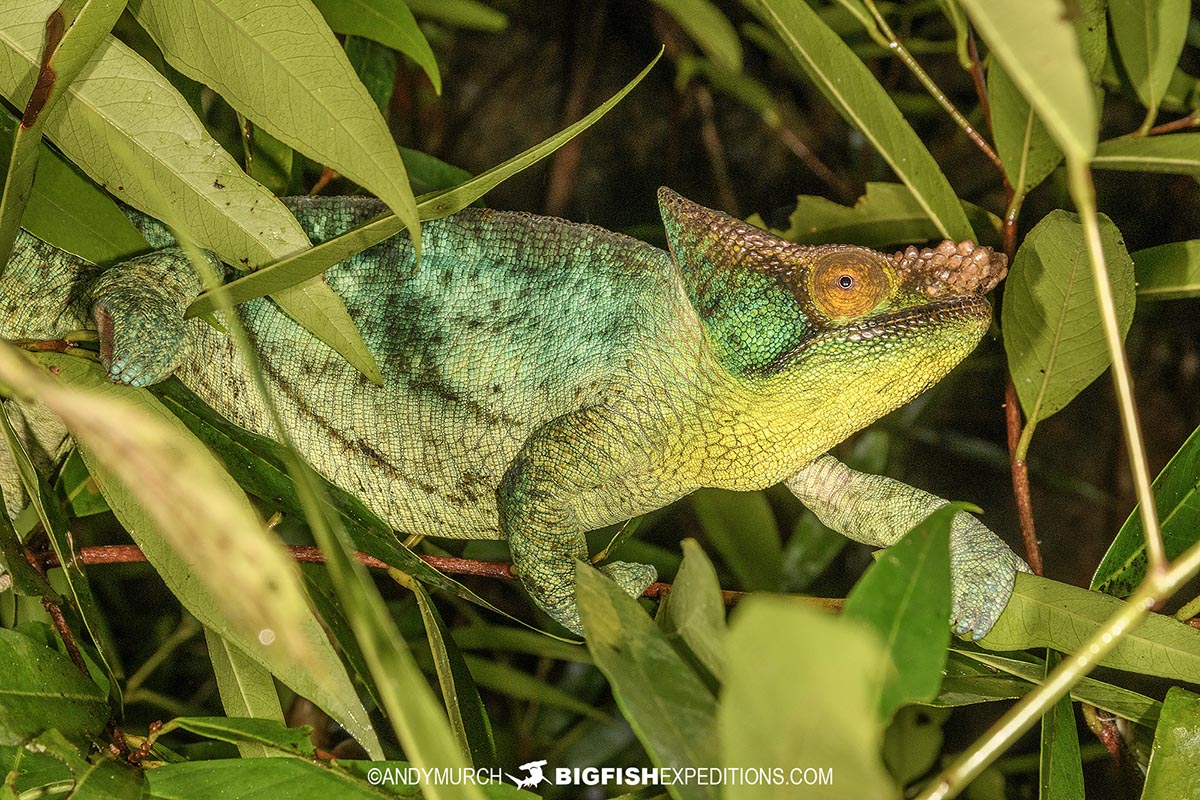 Parson's Chameleon in Vohimana.