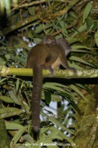 Ranomafana Grey Bamboo Lemur.