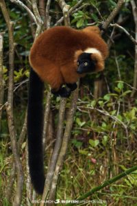 Red-ruffed Lemur at Vakona.
