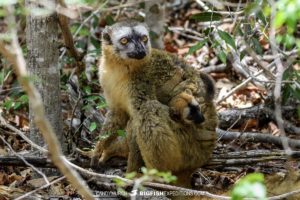 Red-fronted Brown Lemurs in Kirindi.