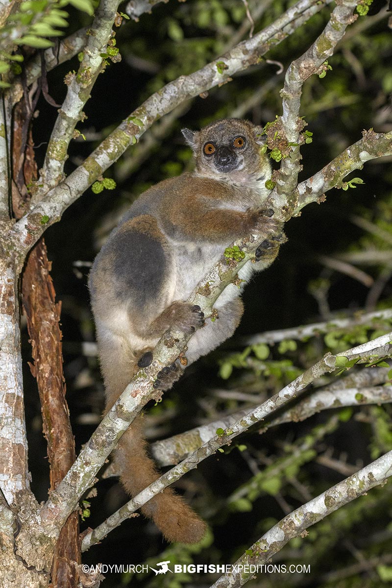 Redtail Sportive Lemur in Kirindi Forest.