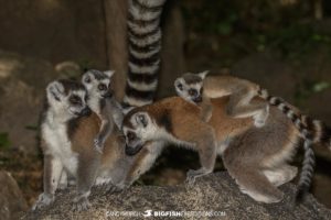 Ringtail Lemurs in Anja Reserve.