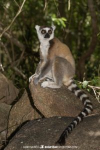 Ringtail Lemur tour in Anja Reserve.