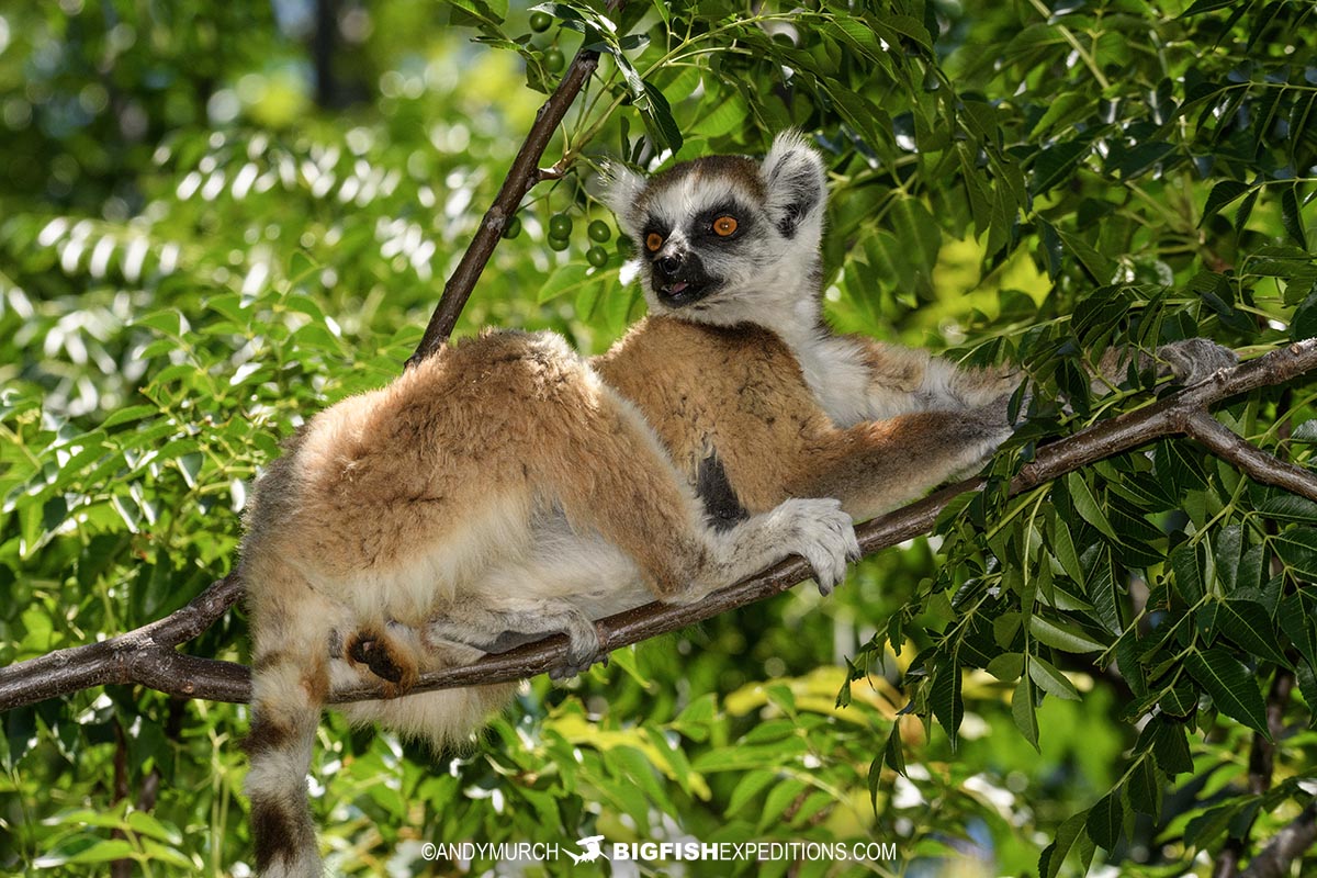 Ringtail Lemur tour in Anja Reserve.