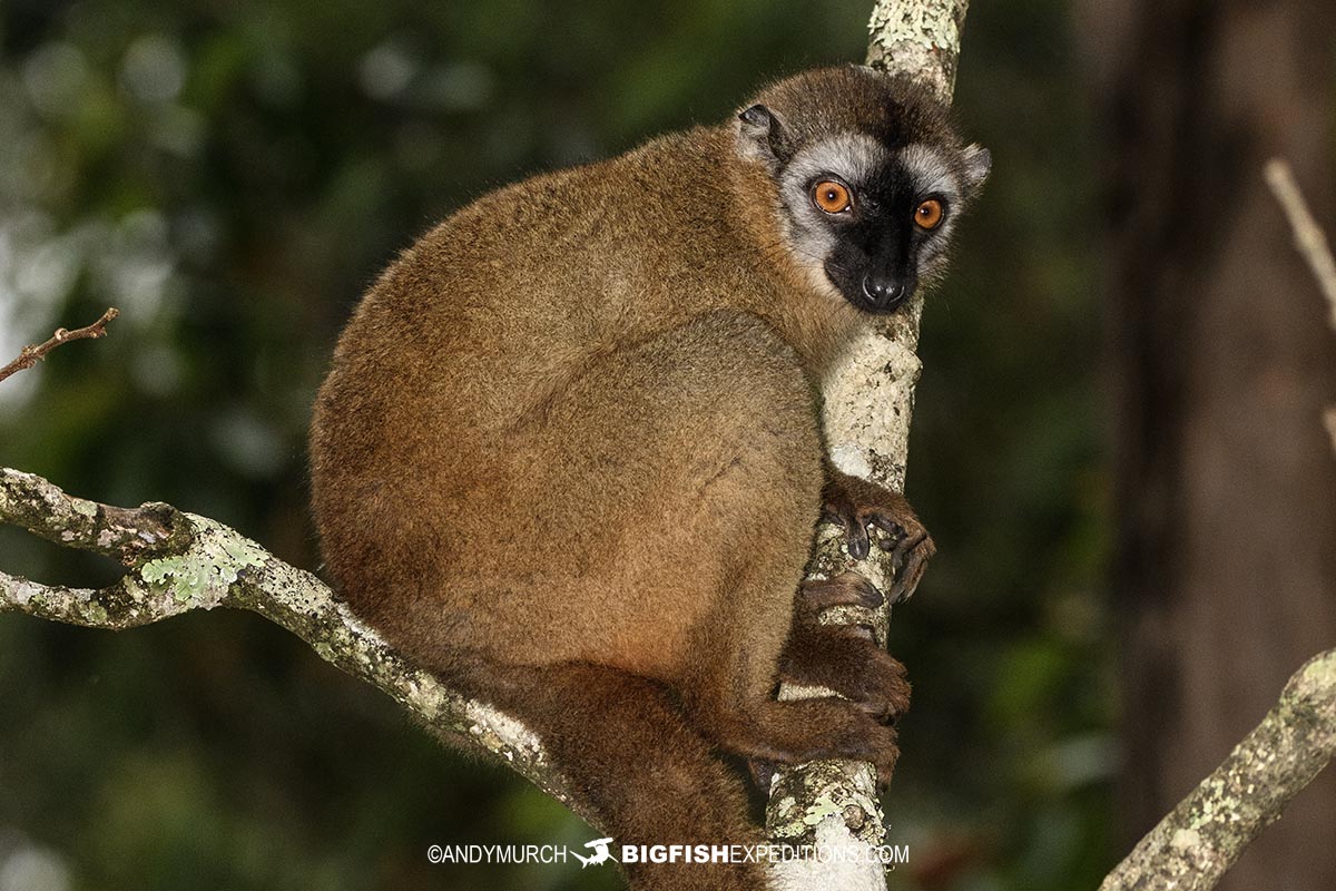 Rufous Brown Lemur at Vakona.