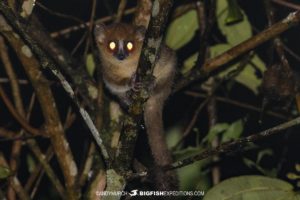 Rufous Mouse Lemur in Ranomafana National Park.
