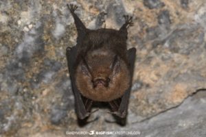 Sheath-tailed Bat in Vohimana Reserve.