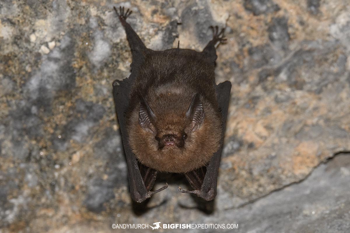 Sheath-tailed Bat in Vohimana Reserve.