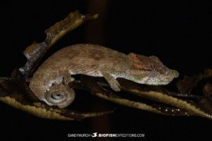 Short-nosed Chameleon in Ranomafana National Park.