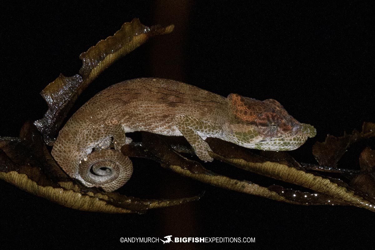 Short-nosed Chameleon in Ranomafana National Park.