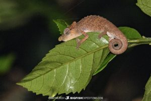 Shortnose-Chameleon in Ranomafana National Park.