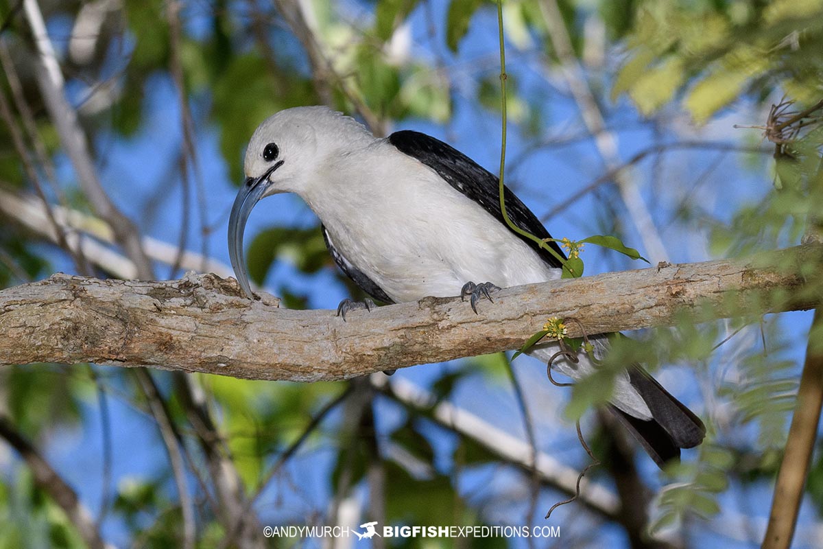 Sickle-billed Vanga in Kirindi.