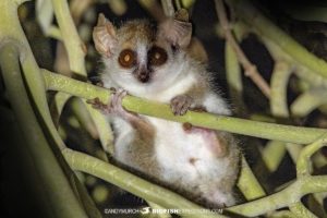 Southern Grey-brown Mouse Lemur in Tulear.