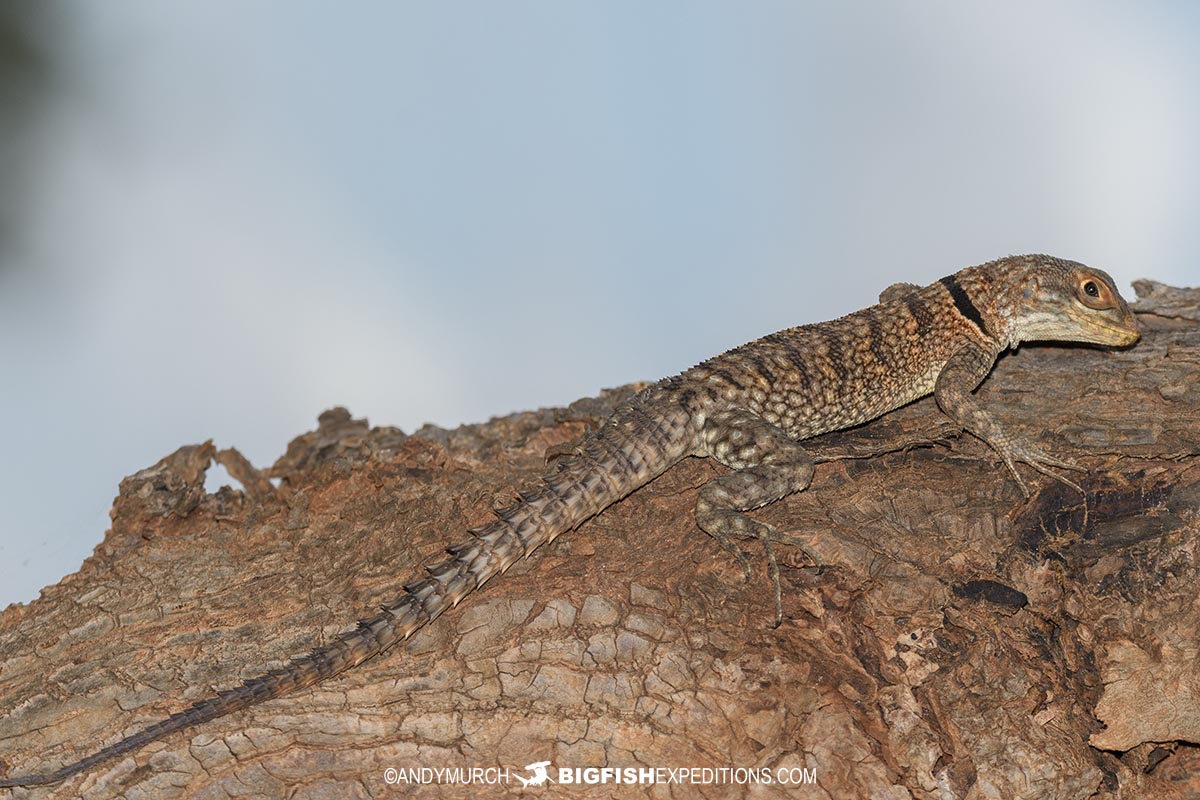 Spinytail Lizard in Kirindi.