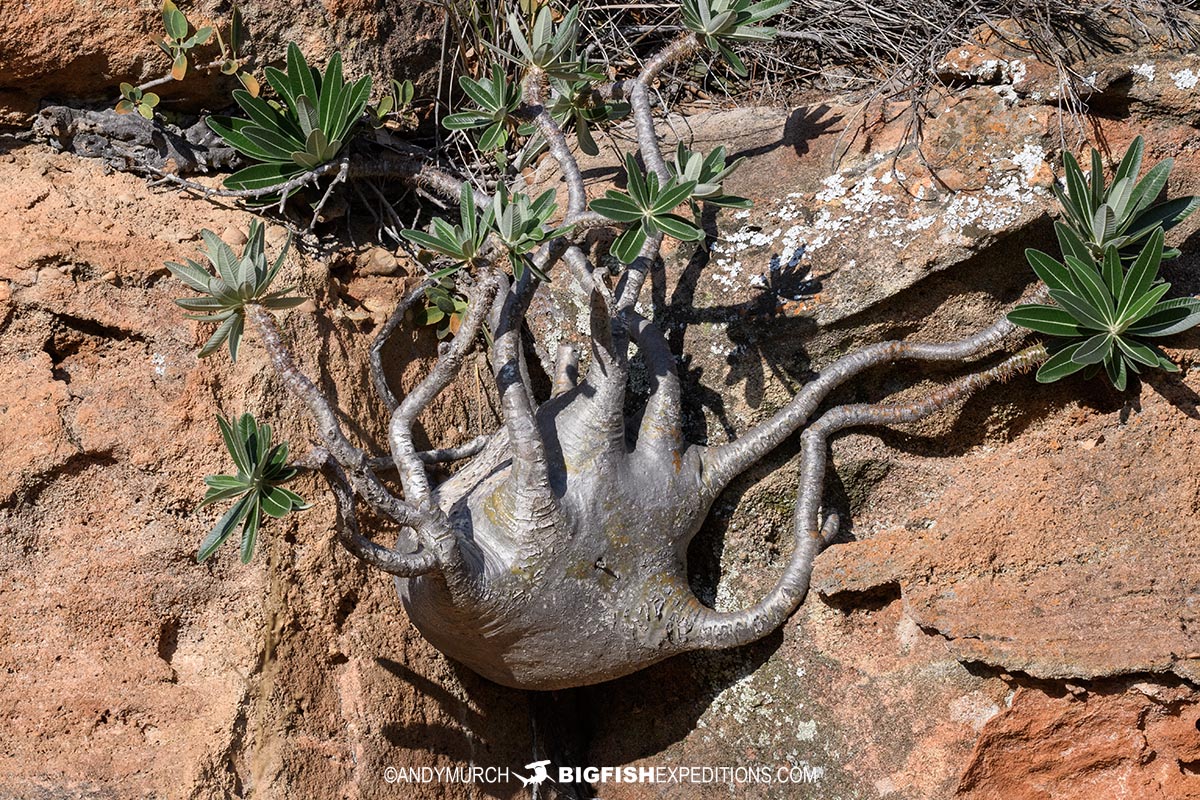 Caudiciform tree in Isalo Desert Park.