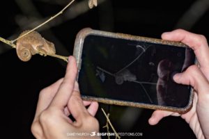 Photographing a tiny chameleon in Maadagascar