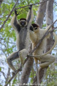 Vereaux's Sifakas playing in Kirindi Forest.