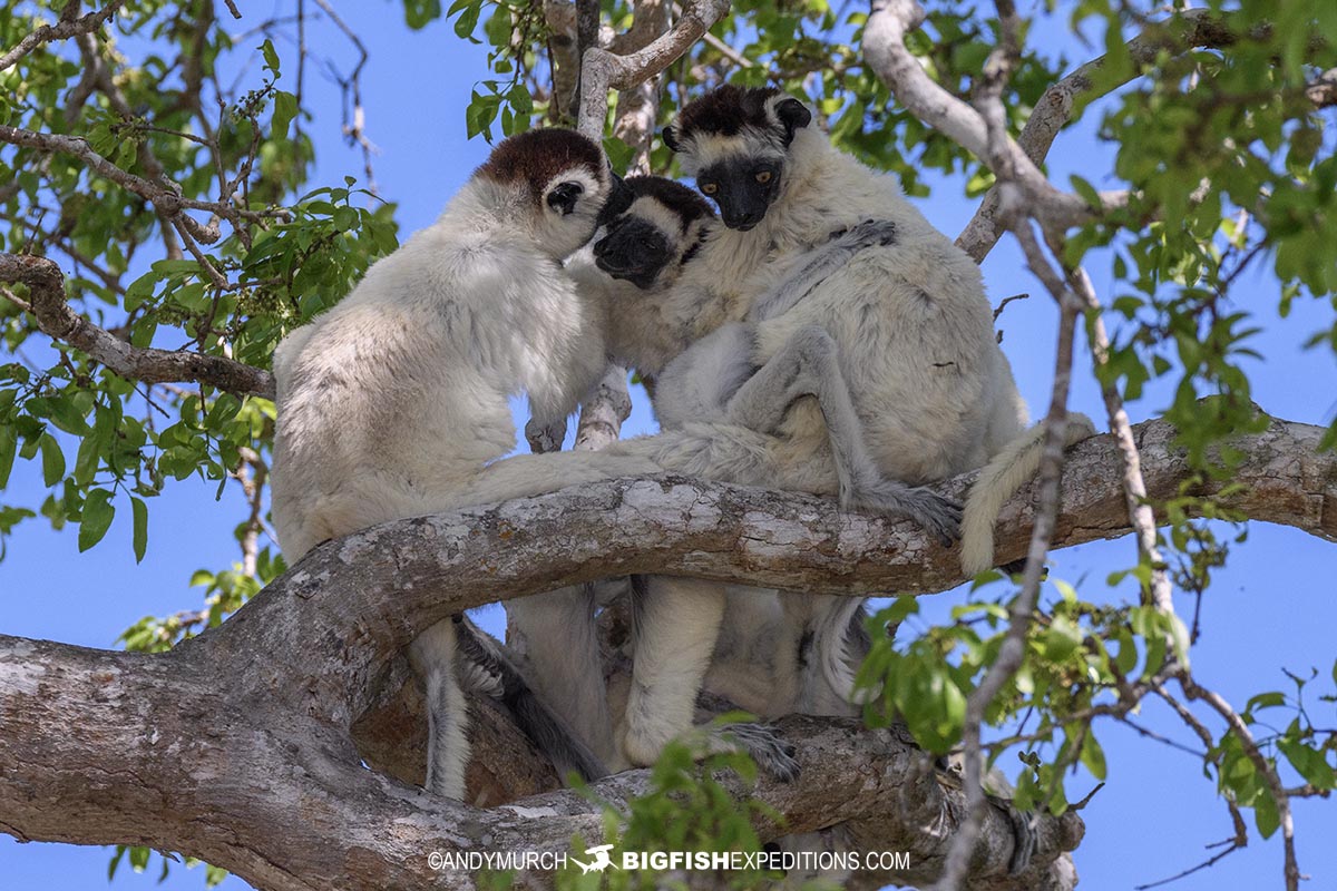 Vereaux's Sifakas in Kirindi Forest.