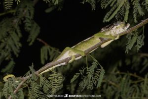 Warty Chamelion photography tour in Toliara, Madagascar.