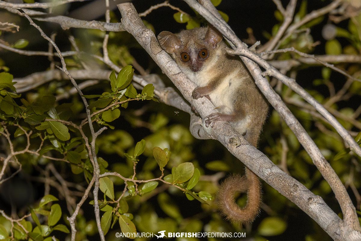 Western Grey-brown Mouse Lemur in Kirindi.