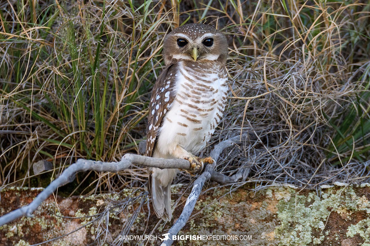 White-browed Owl in Isalo National Park.