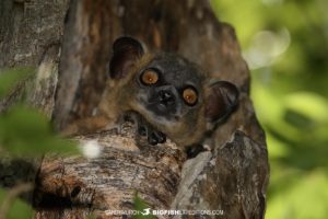 Zombitse Sportive Lemur photography tour.