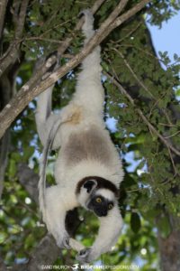 Zombitse Vereaux's Sifaka photography tour.