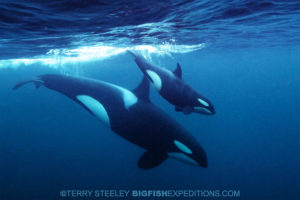 Snorkeling with Orcas in Norway.