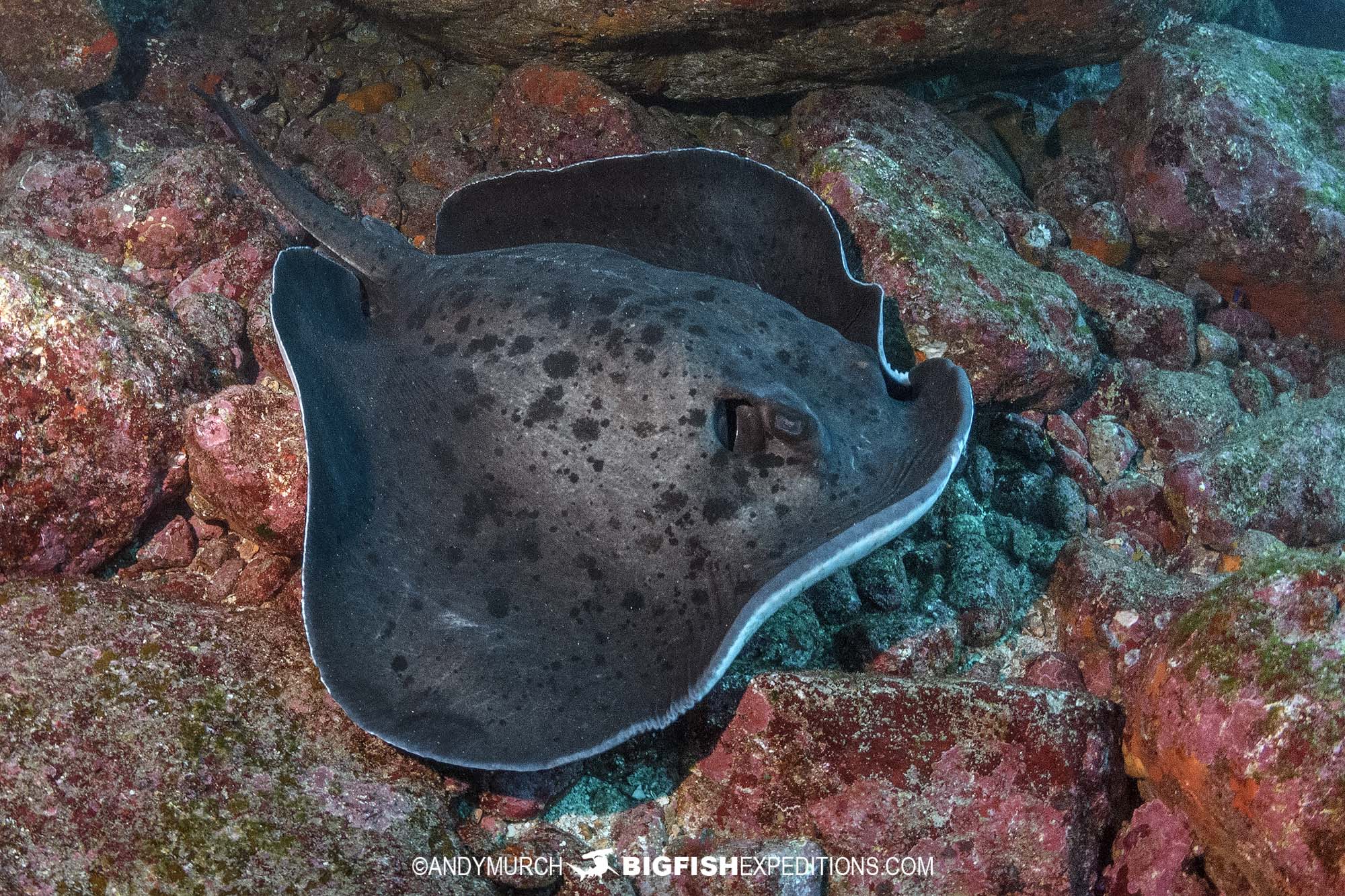 Blotched Ray at Mikomoto Island, Izu, Japan diving.