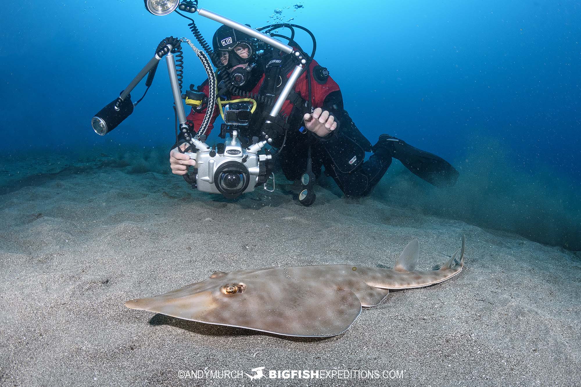 Photographing bottlenose Guitarfish in Chiba, Japan.