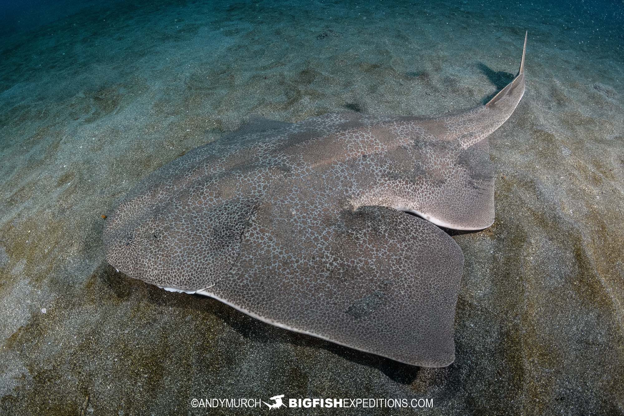 Japanese Angelshark dive in Chiba, Japan.