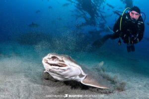 Japanese Angelshark dive in Chiba, Japan.