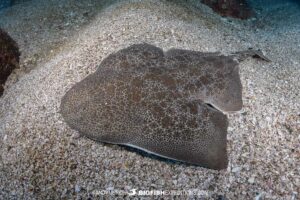 Diving with angelsharks in Izu, Japan.