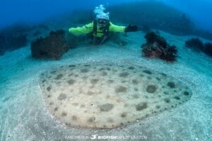 Photographing huge butterfly rays in Chiba, Japan.