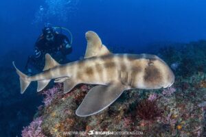 Japanese Hornshark dive in Chiba, Japan.