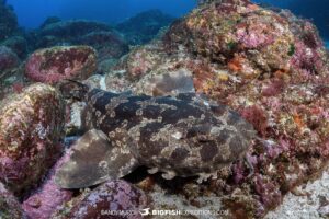 Diving with wobbegong sharks in Japan.