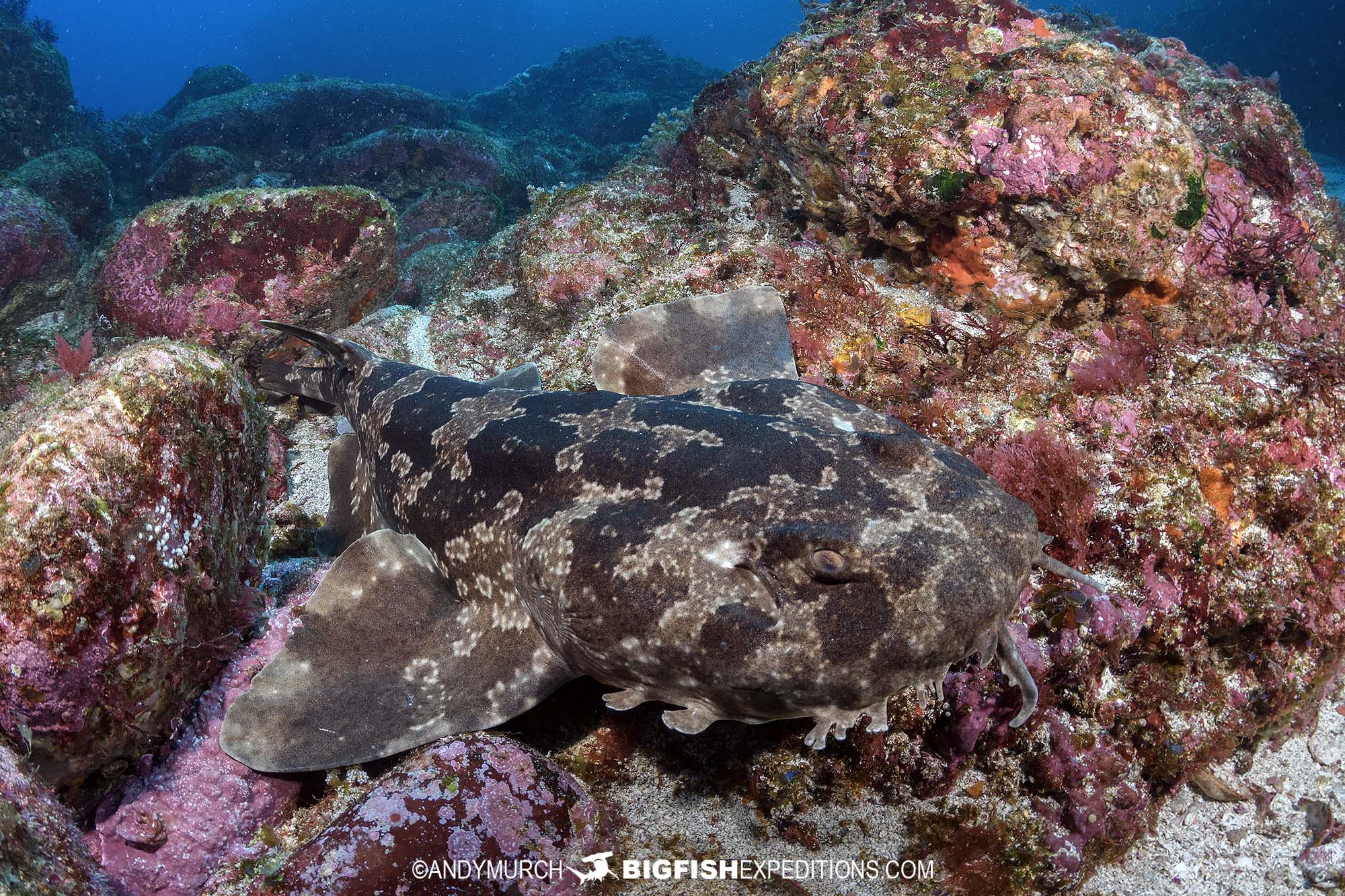 Diving with wobbegong sharks in Japan.