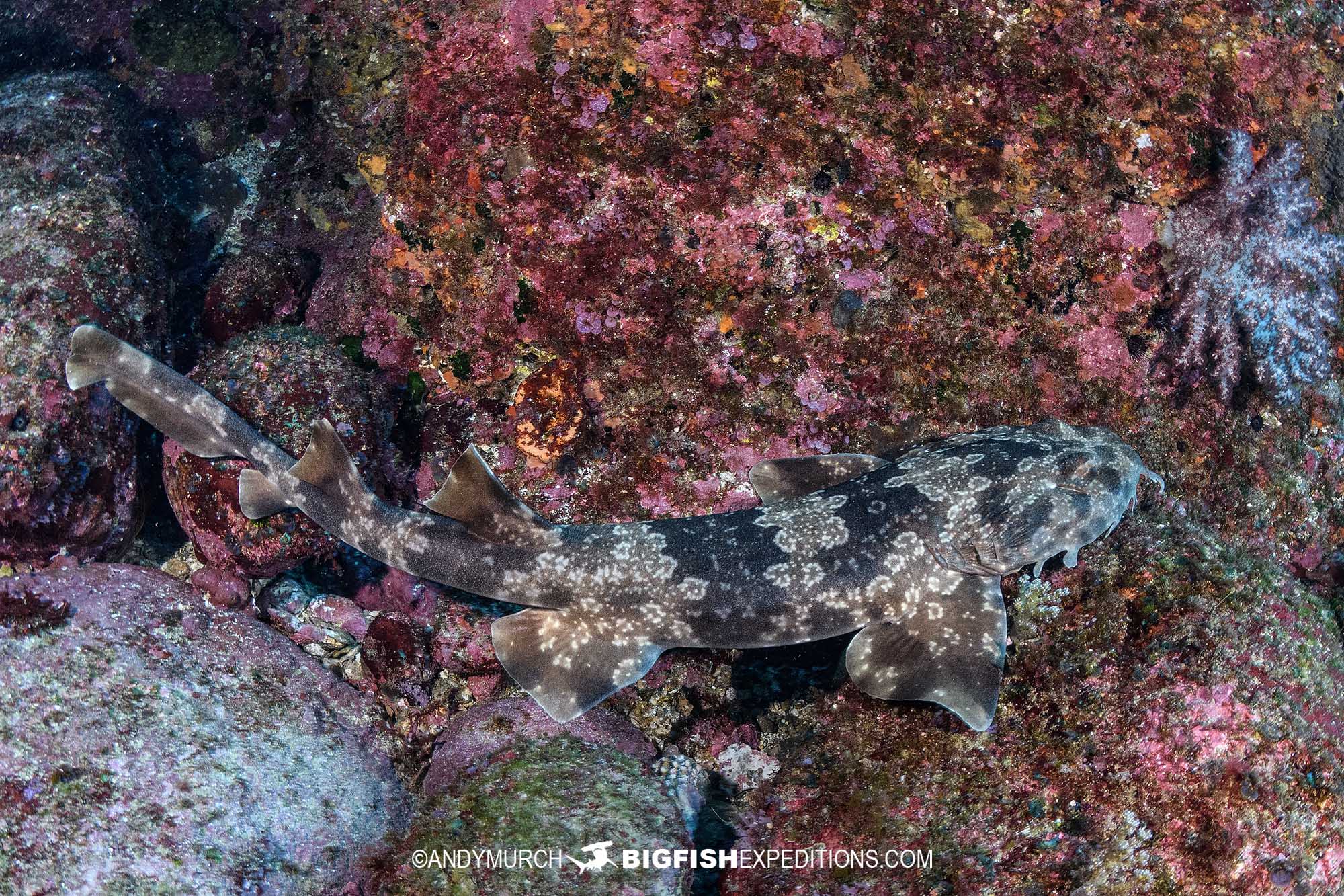 Diving with wobbegong sharks in Japan.