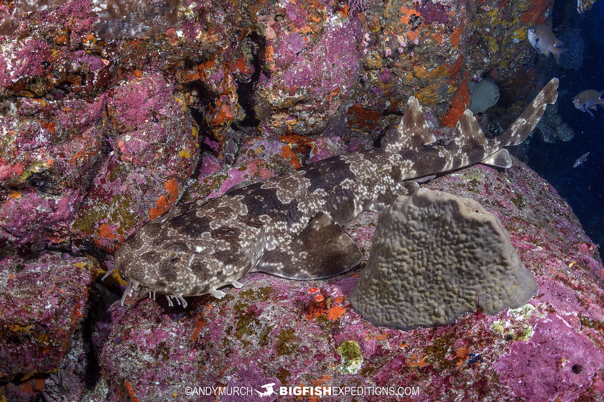 Photographing a beautiful wobbegong shark at Mikomoto Island, Izu, Japan.