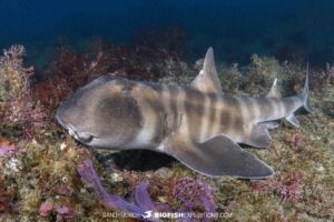 Diving with sharks in Japan.