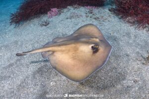 Diving with Oriental Stingarees in Japan.