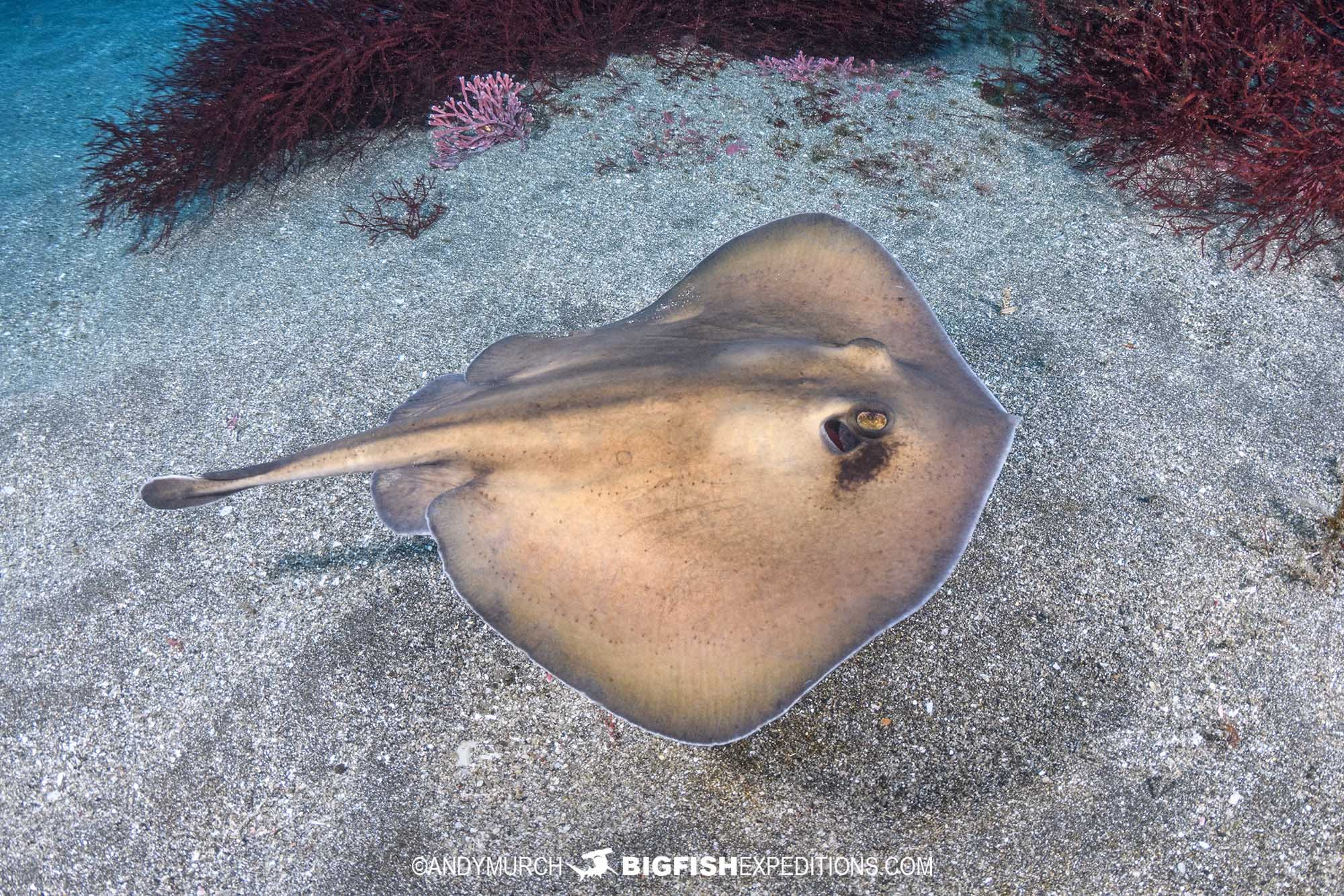 Diving with Oriental Stingarees in Japan.