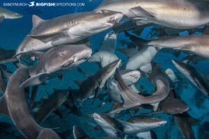 Shark diving in Japan with banded houndsharks.