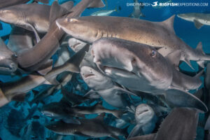 Shark diving in Japan.