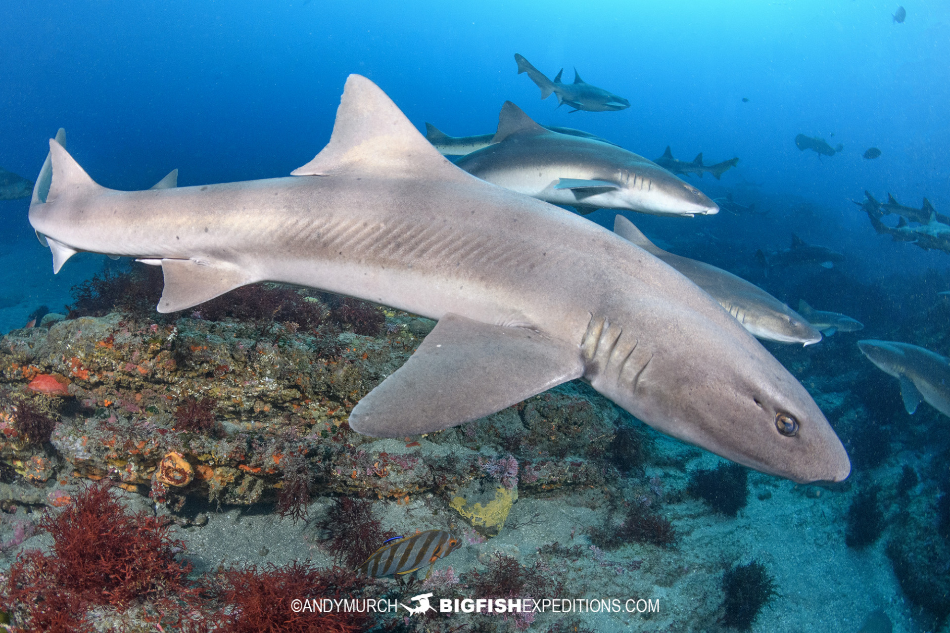 Shark diving in Japan with banded houndsharks.