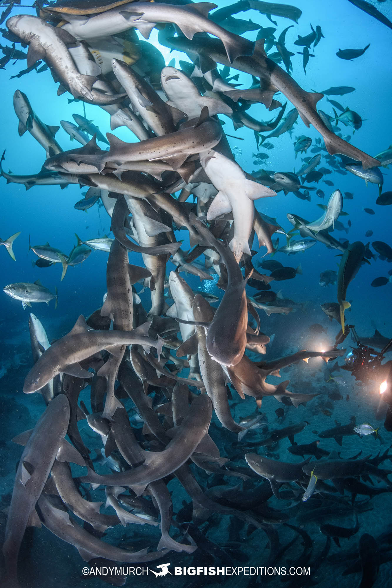 Shark diving the sharknado in Japan.